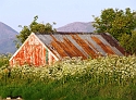 Old Barn Lighted by Midnight Sun